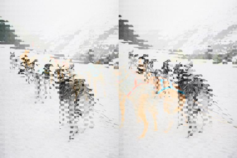 Dog-Sledding Sees Resurgence in Northern Communities Amid Climate Adaptations